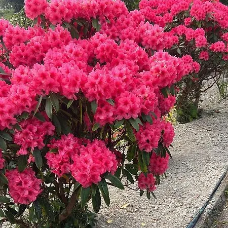 Pinebrook House Double Bed Small En-suite Free Parking * Killybegs