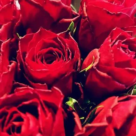 Pinebrook House Double Bed Small En-suite Free Parking 基利贝格斯