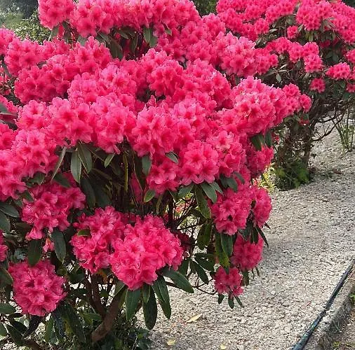 Pinebrook House Double Bed Small En-suite Free Parking * Killybegs